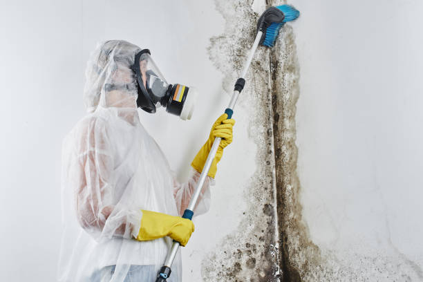 Best Bathroom Mold Remediation in California, MD